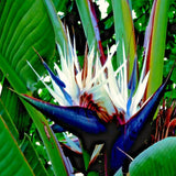 4 Live White Bird Of Paradise, Tropical Flower Plants, 4-8 Inches Tall