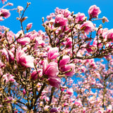 Ann Live Flowering Tree Plant, Purple Red Blooms, 6-12 In Tall, 2.5 In Pot