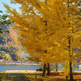 Live Ginkgo Tree, 6-12 Inch Hardy Plant For Ornamental Garden Landscapes