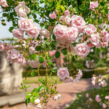Light Pink Climbing Rose Live Plant, Fragrant Reblooming Flowering Bush