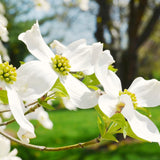 Live White Flowering Dogwood Tree, 10-16 Inches Tall In Quart Nursery Pot