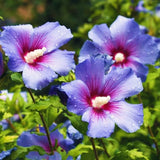 Live Purple Rose Of Sharon Flowering Shrub, 6-13 Inch Potted Hibiscus Plant