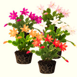 2 Colorful Christmas Cactus Plants, Live 4-7 Inch Seasonal Houseplants