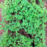 Live Moringa Oleifera Drumstick Tree Plant, For Containers And Gardens