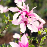 Ann Magnolia Live Tree Plant, Ornamental, 6-12 Inch Tall, 2.5 Inch Pot