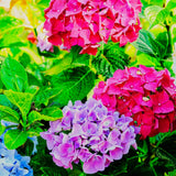 Live Assorted Hydrangea Shrub, 5-11 Inch Starter Plant For Containers, Beds