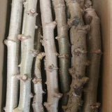 5 Cassava Yuca Cuttings For Garden, 6-10 Inch Live Manihot Esculenta Stems