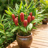 Warm Climate Red Awapuhi Shampoo Ginger, Zingiber Zerumbet, 4-7 Inch Plant
