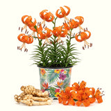 5 Turks Cap Lily Bulbs, Orange Tiger Lily-Like Flowers For Fall Planting