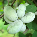 Live Pawpaw Fruit Tree In Pot, Well-Rooted Plant Measuring 6-12 Inches