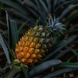 Live Pineapple Starter Plant, 5-8 Inches Tall, Growing In Patio Containers