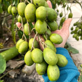 Live June Plum Fruit Tree, 2-3 Ft Tall, Well Rooted In One Gallon Container