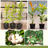 Sweetbay Magnolia Ornamental Tree, Live Plant, 6-12 In Tall, 2.5 In Pot