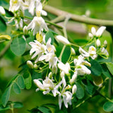 Live Moringa Oleifera Tree In 4 Inch Pot, Hardy Tropical Perennial Herb