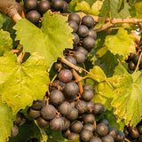 Live Muscadine Grape Vine, 4-7 Inch Plant For Backyard Orchard Growing