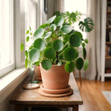 Live Pilea Money Plant, 5-7 Inch Indoor Perennial Houseplant, Without Pot