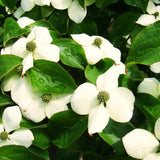 Live White Kousa Dogwood Tree, Spring-Flowering Plant For Landscape Use