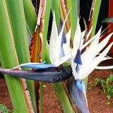 4 Live White Bird Of Paradise, Tropical Flower Plants, 4-8 Inches Tall