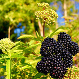 Live Black Elderberry Shrub In Quart Pot, 8-12 Inch Outdoor Garden Plant