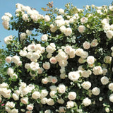 Live White Climbing Rose Plant, Starter Size 5-9 Inches, Ready To Plant