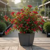 Potted Weigela Live Shrub, 6-12 Inch Plant For Outdoor Garden Border Beds