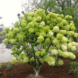 Live Green Hydrangea Tree Plant, Large-Bloom Flower Shrub, 6-12 Inches Tall