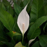 2 Live Green Peace Lily Plants, Indoor Decor For Home Or Office, 5-9 Inch