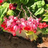 2 Live Clerodendrum Vines, Red Bleeding Heart Plants, 4-6 Inches Tall!