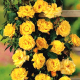 Live Yellow Rose Plant, Well Rooted, Fragrant Blooms, 5 To 9 Inches Tall