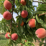 Live Peach Fruit Tree In 1 Gallon Pot, 20-26 Inches Tall For Home Gardens