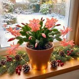 2 Live Salmon Christmas Cactus Plants, 4-8 Inch Holiday Houseplants Decor