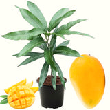 Live Mango Fruit Tree In Gallon Pot, Outdoor Garden Plant For Full Sun