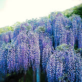 2 Live Blue Wisteria Trees, 10-12 Inch Tall Flower Vines In 2.5 Inch Pots