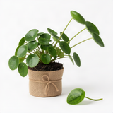 Live Money Plant, 4-6 Inch Pilea Peperomioides Indoor Houseplant D��cor