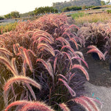 2 Live Red Purple Fountain Grass Plants, 5-9 Inch Tall Ornamental Grass
