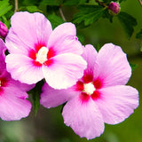 Live Pink Rose Of Sharon Shrub, 6-13 Inch Tall Potted Althea Flower Plant