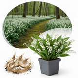 10 Lily Of The Valley Rhizomes, White Perennial Flower Bulbs For Planting