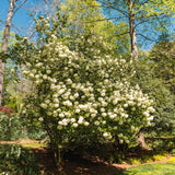 2 Live White Snowball Viburnum Shrubs, 8-10 Inch Garden Starter Plants
