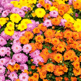 2 Live Mixed Mums, 5-7 Inch Outdoor Flower Plants For Garden Containers