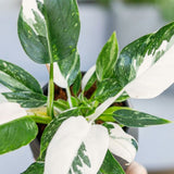 Live White Princess Philodendron Plant, Variegated Houseplant, 5-8 Inch