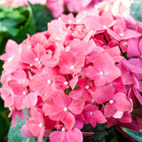 Live Hydrangea Flowering Shrub, Pink To Blue, 5-11 Inches For Garden Beds