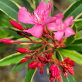 3 Live Pink Oleander Plants, 5-7 Inch Flowering Shrubs For Garden Beds