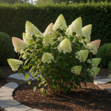 Light Lime Hydrangea Tree, Live Flowering Shrub Plant, 6-12 Inches Tall