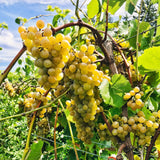 2 Live White Grape Vine Plants, 4-8 Inches Tall, Trellis Garden Starters