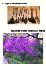 Live Eastern Redbud Flowering Tree, Cold Hardy Plant, 6-14 Inches Tall