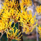 2 Yellow Witch Hazel Trees, Flowering Shrubs In Quart Pots For Planting