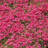 Red Creeping Phlox Starter Plant, 2-3 Inch Live Ground Cover Perennial