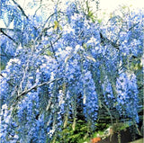 Live Blue Wisteria Tree And Vine Plant, 10-12 Inches Tall In A 2.5-Inch Pot