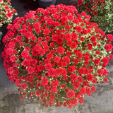 2 Red Chrysanthemum Live Plants, Fall-Blooming Mums For Full Sun Gardens