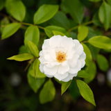 2 Live Climbing Rose Plants, Fragrant Mixed Colors, Blooming Rose Bushes